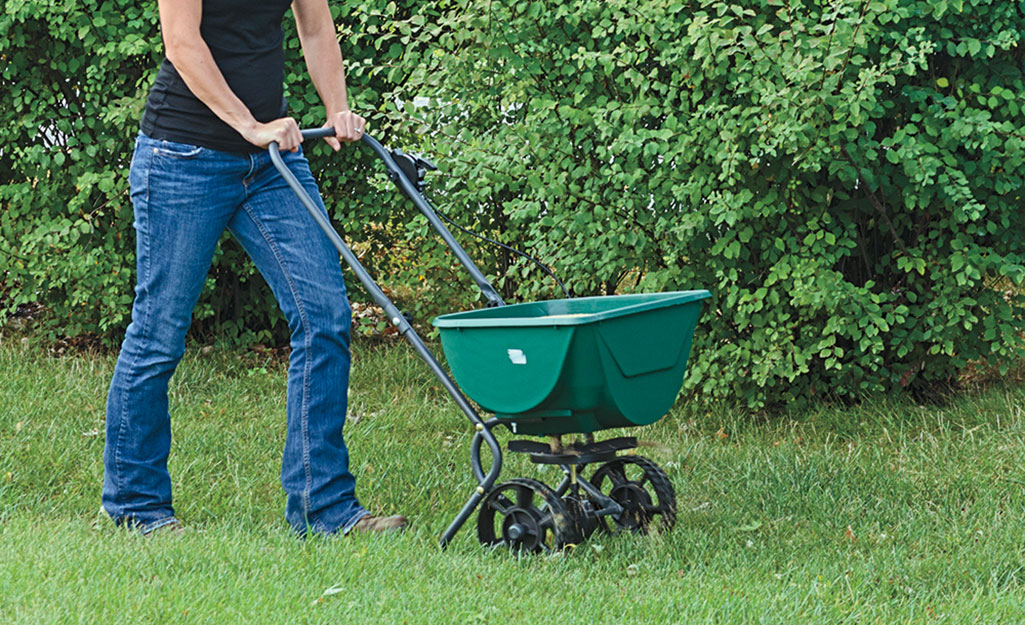 A person seeds a lawn with a spreader.