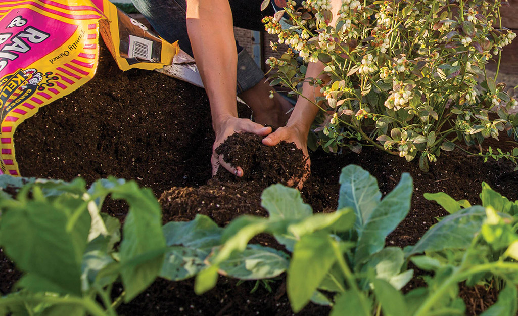 Gardener holds garden soil in hands