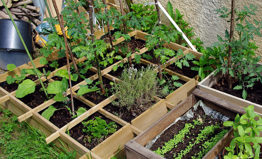 A complete and bountiful square foot garden.
