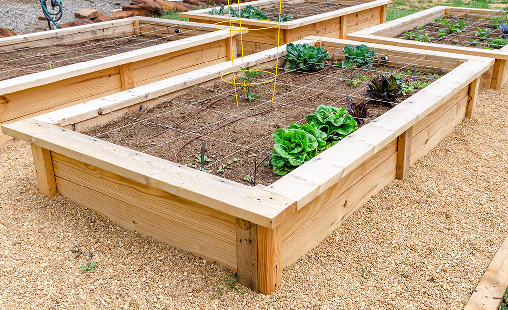 .A square foot garden bed with a grid and some vegetable leaves sprouting.