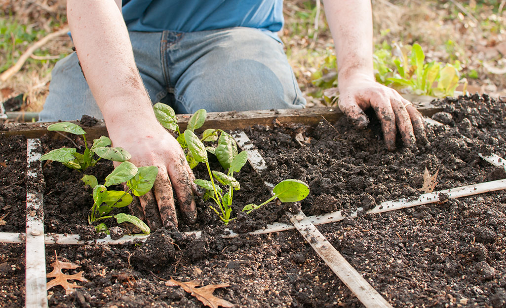 A person planting herbs into a square garden bed with grid markers.