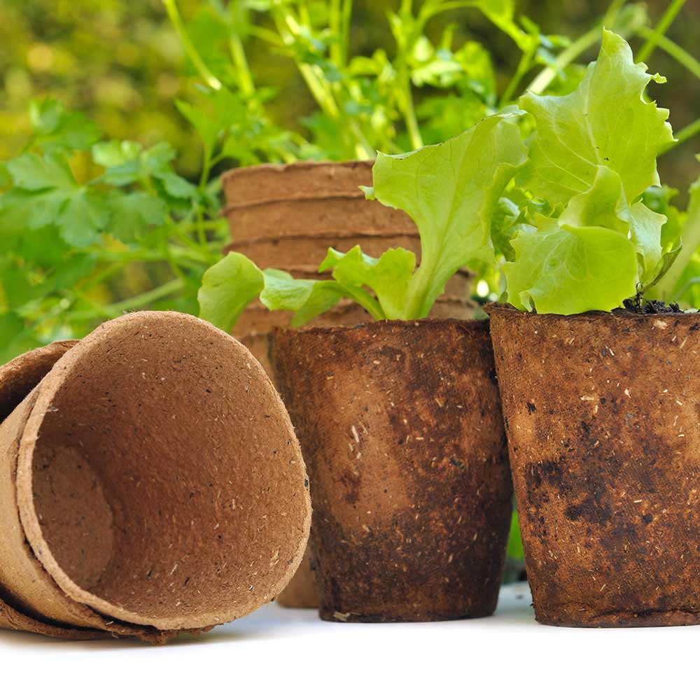 List 30+ Photos can you plant peat pots in the ground Excellent