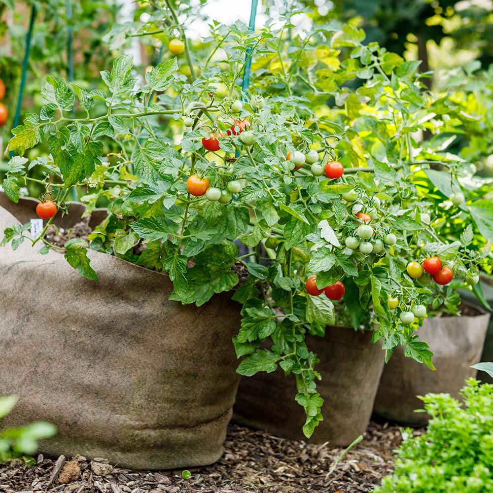 Best Grow Bags for Leafy Vegetables: A Simple and Efficient