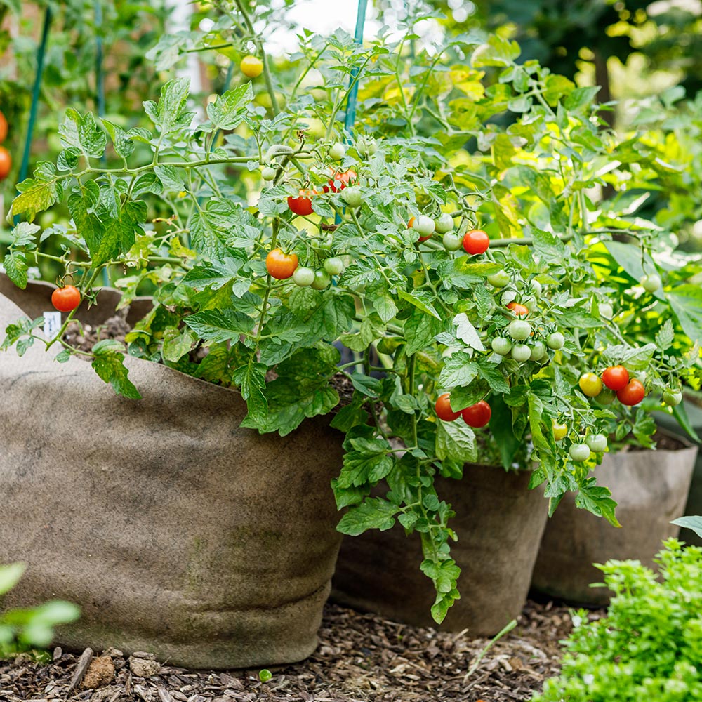 Small Space, Big Harvest: How to Use Grow Bags for Home and Kitchen  Gardening?