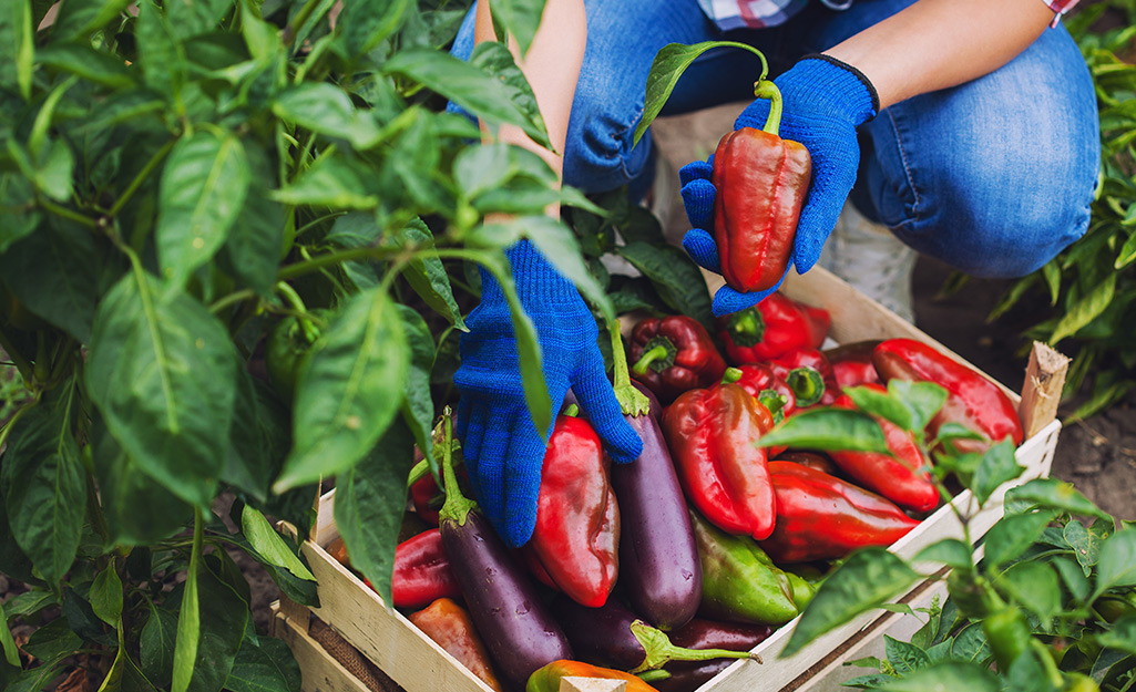 Summer Vegetable Gardening 101 - The Home Depot