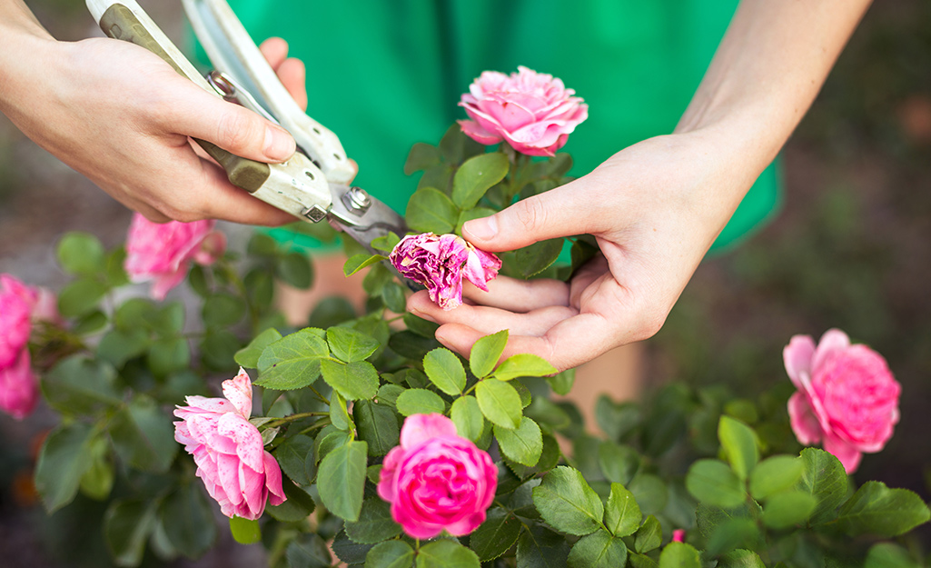Gardener trimming roses