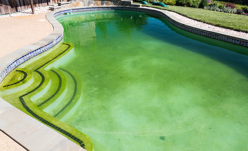 A pool overrun with green algae.