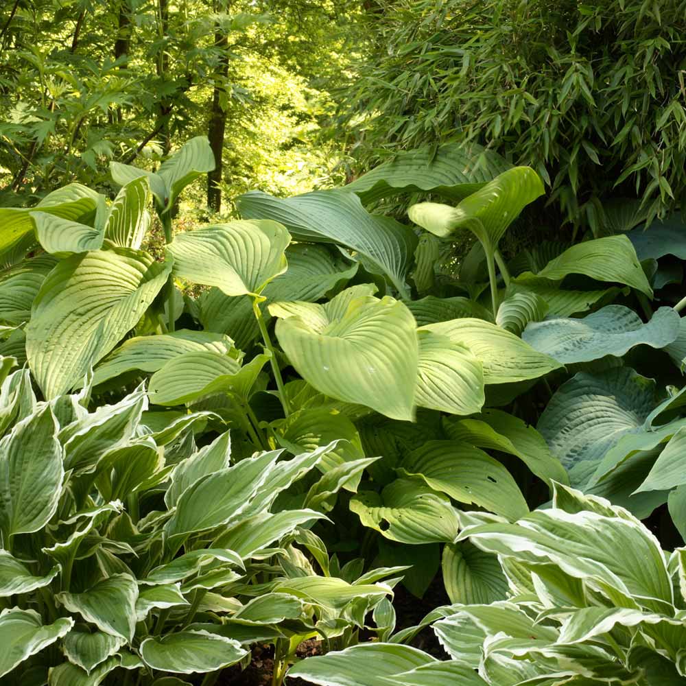 How Grow Hostas - The Home Depot