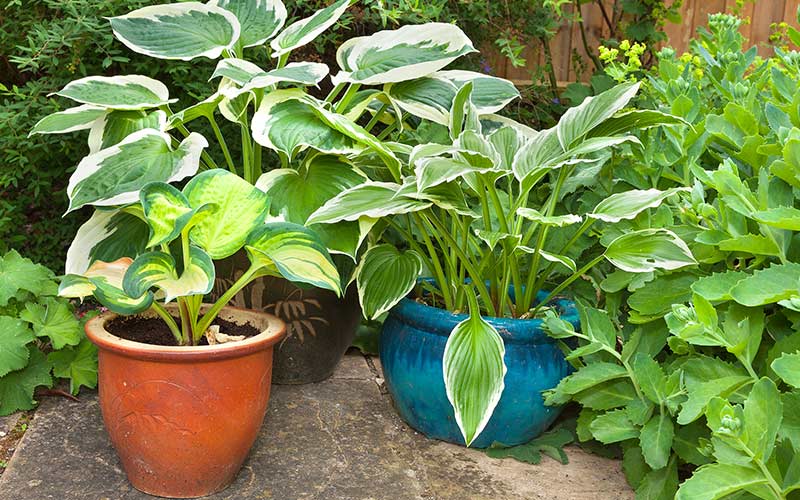 How Grow Hostas - The Home Depot