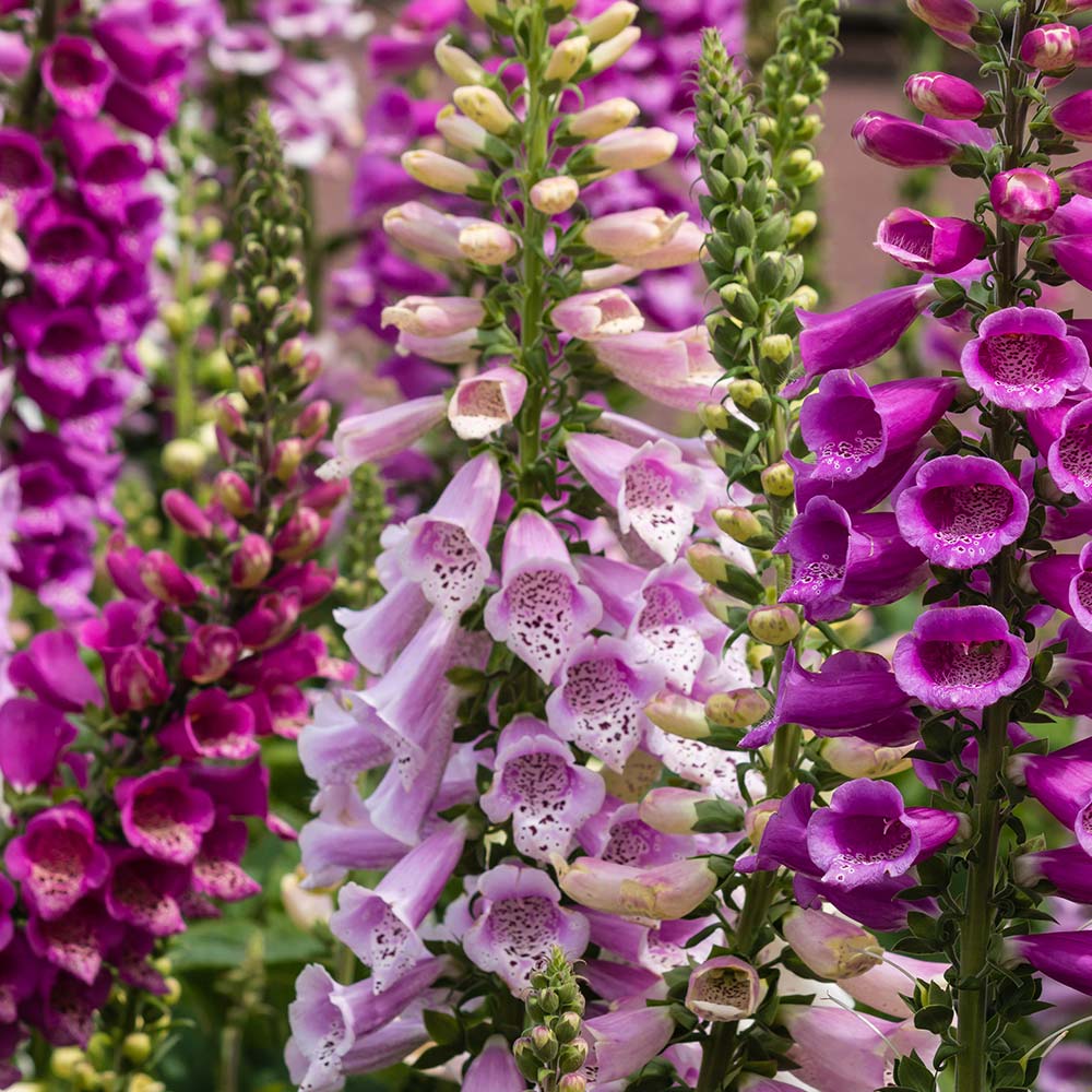 Think Pink Flowers in Your Garden