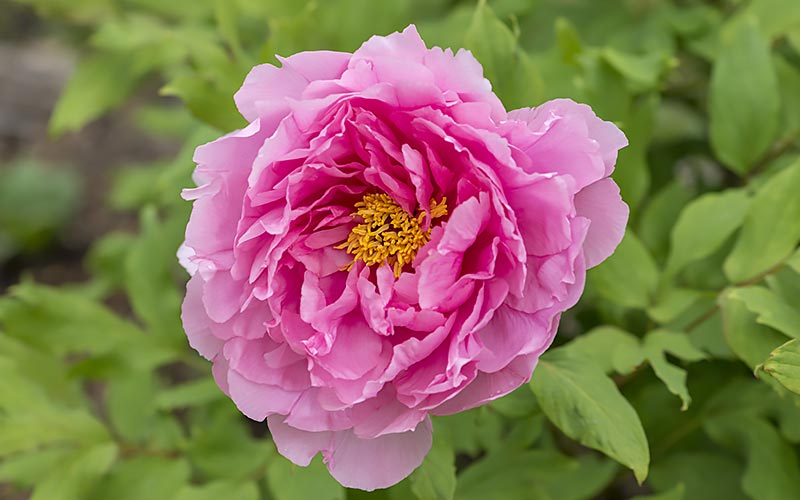 Flowers That Make the Cut