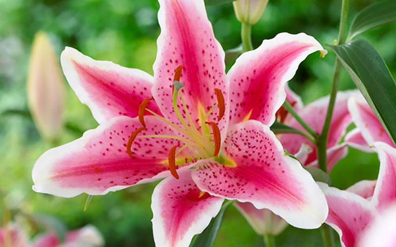 Abundance of Fragrance