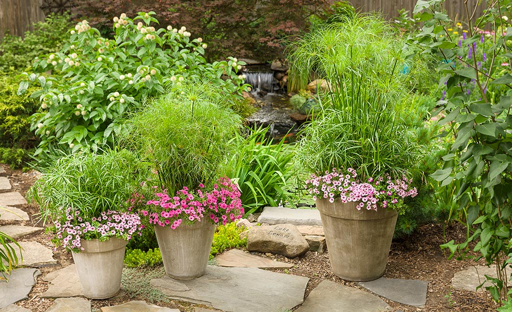 Thriller, Filler and Spiller Plants for Your Container Garden - The Home  Depot
