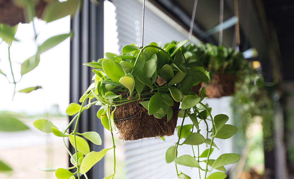 A hanging basket with pothos in a sunny window