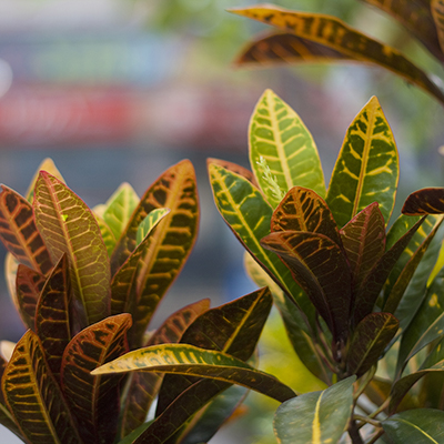 Tips for Bringing Houseplants in for Winter