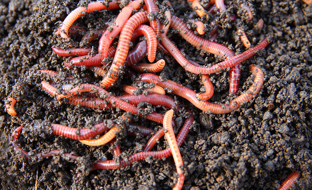 Worms in dirt.
