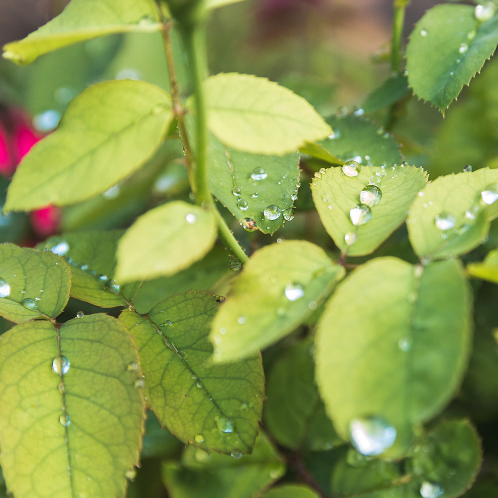 Leaves with water dripping from them.