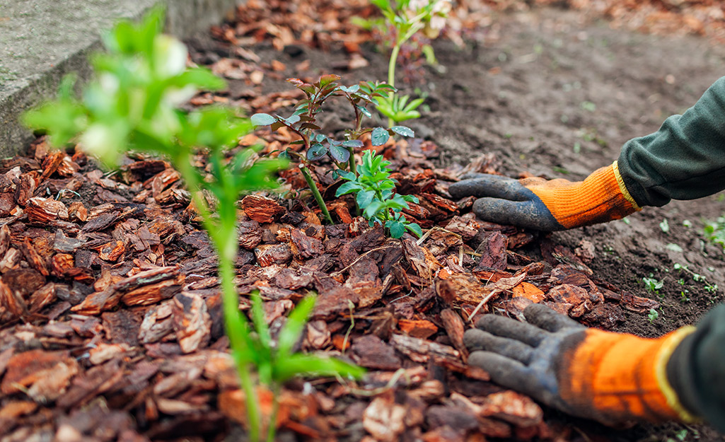 A person spreading mulch around young plants.