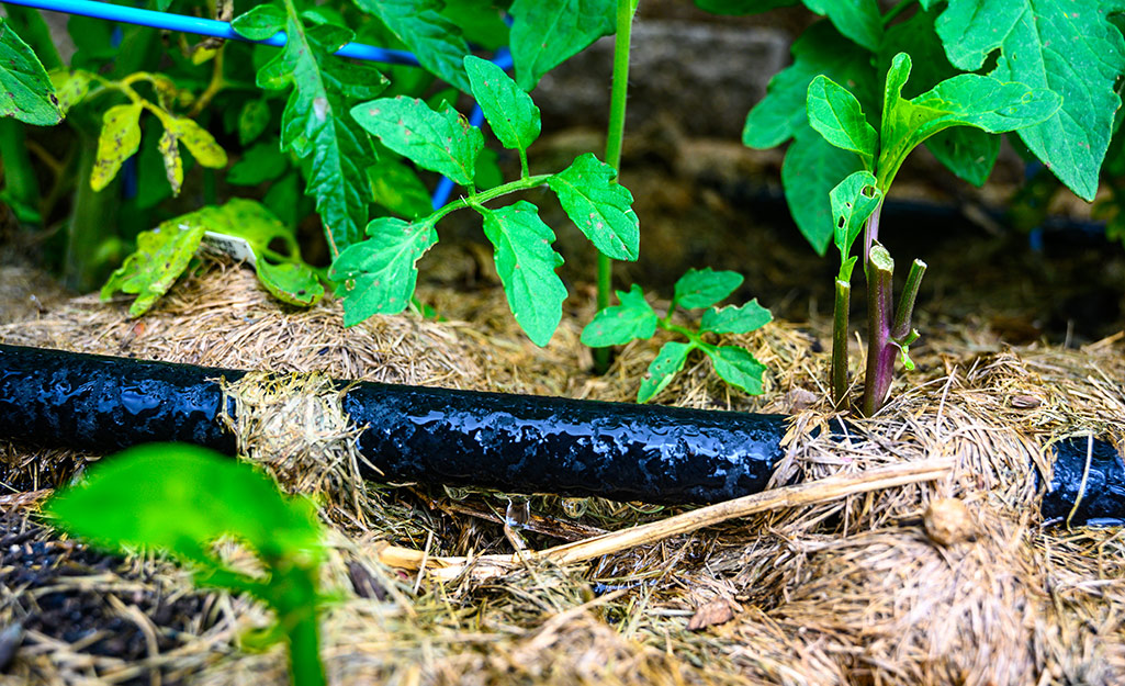 A soaker hose among plants in a garden.