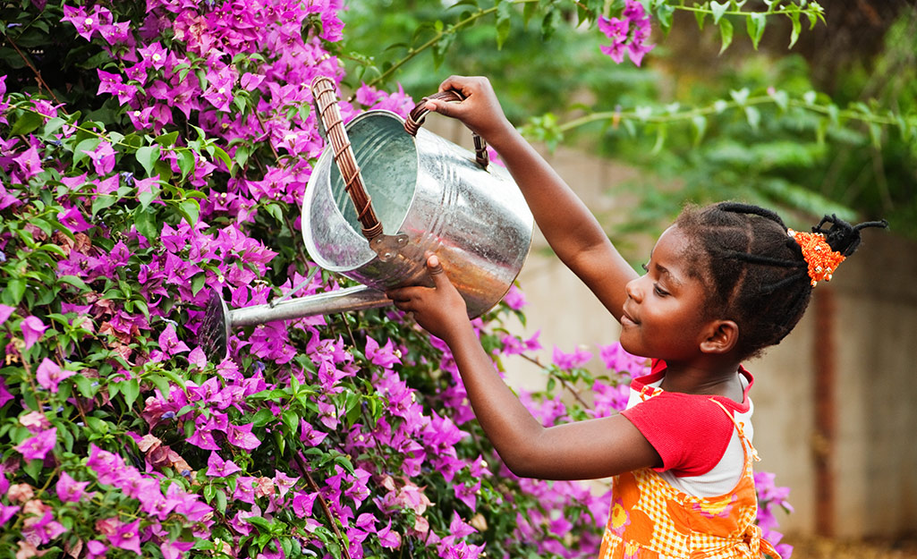 A child using a metal watering can to water a large flowering shrub.