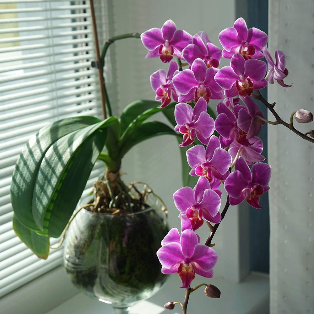 Pink orchids in a bright window