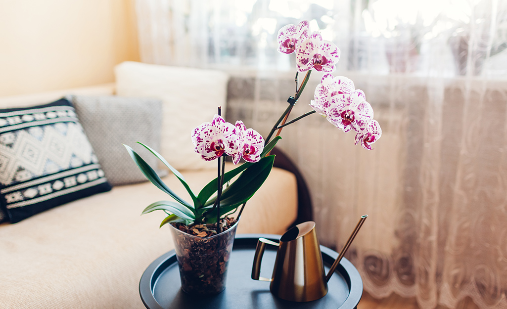 Pink orchids on a table