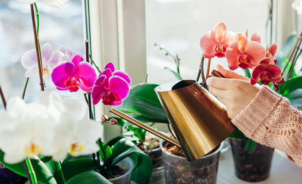 Pink, white and orange orchids on a table