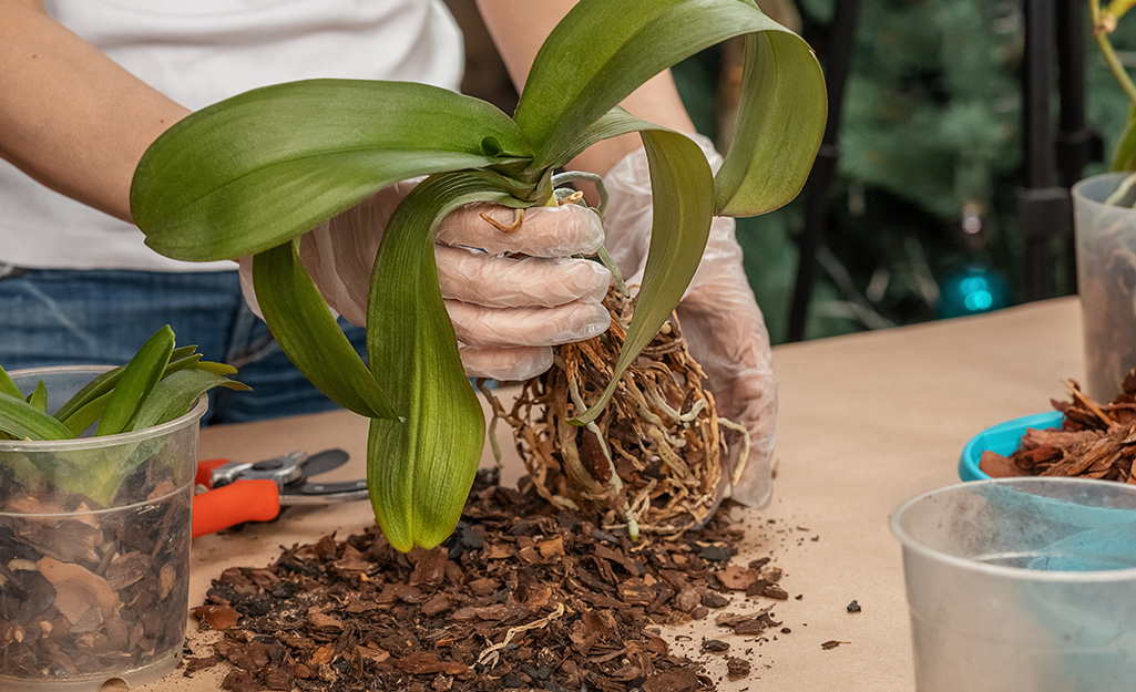 Gardener potting an orchid