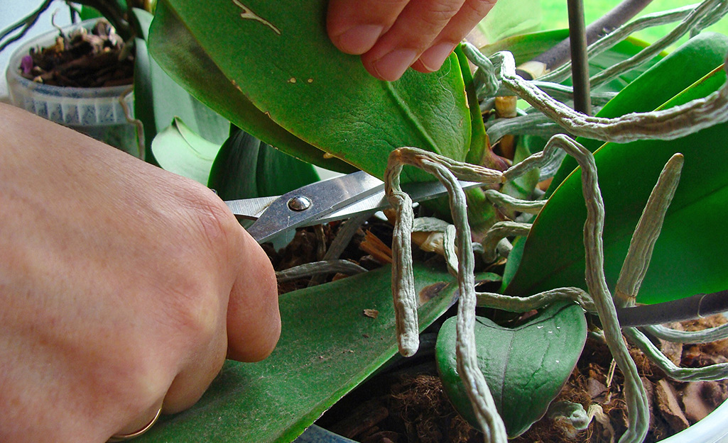 Gardener trims orchid plant