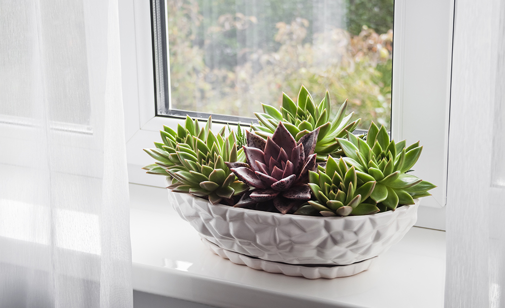 Succulents in a bright window