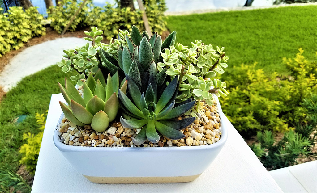 Succulents in planter outdoors