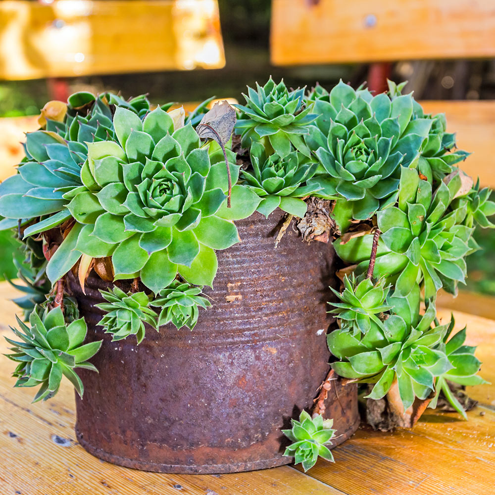 Rusty container with succulents