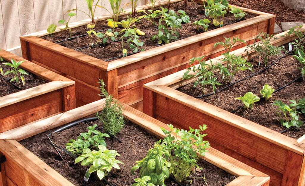 Raised garden beds with vegetables and drip irrigation