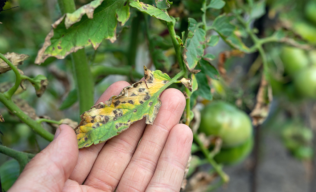 Gardener examines pest damage on a tomato leaf