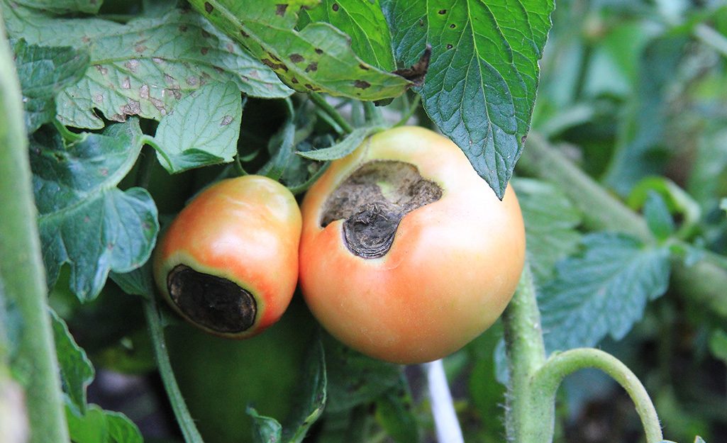 Tomato fruit with blossom end rot