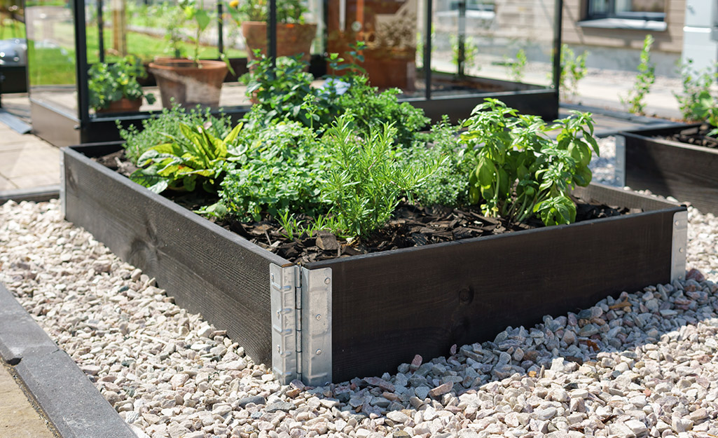 A raised garden bed with herbs.