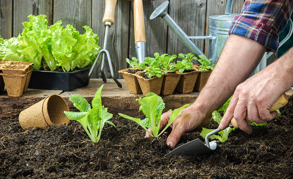 A person adds soil to their garden. 
