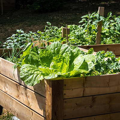 Tips for Growing Vegetables in Summer