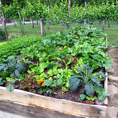 Tips for Growing Vegetables in Summer - The Home Depot