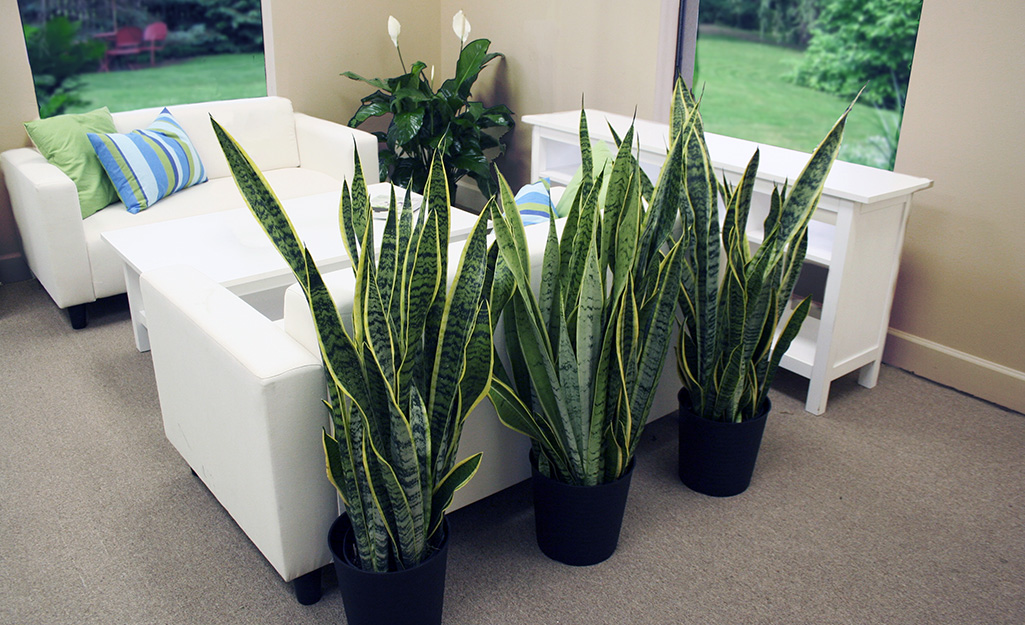 Pots of sansevieria next to a white sofa