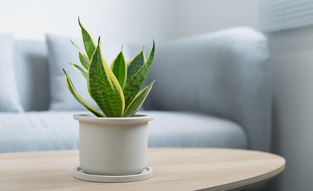 A sansevieria plant in a ceramic container