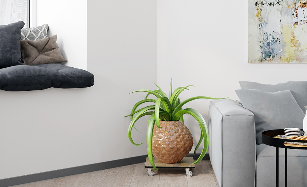 A houseplant on a rolling caddy beside a sofa