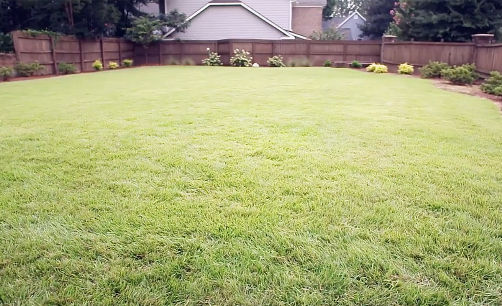 An open area of green grass in a yard.