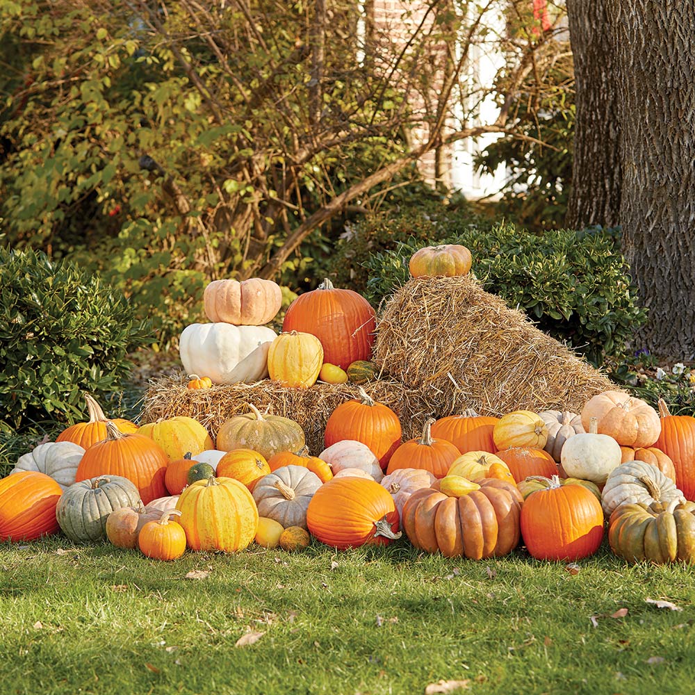 https://contentgrid.homedepot-static.com/hdus/en_US/DTCCOMNEW/Articles/tips-to-grow-and-store-pumpkins-hero.jpg