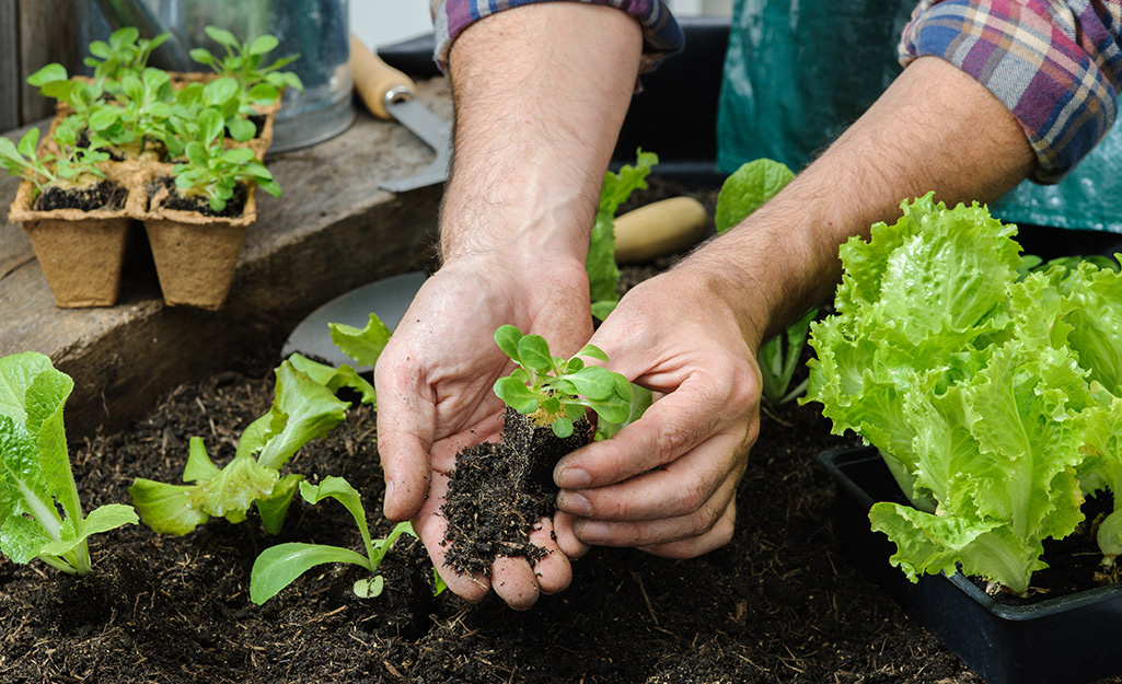 Plant These Vegetables in Your Fall Garden - The Home Depot