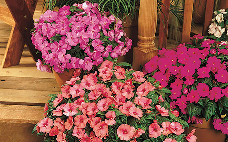 Impatiens Impatiens