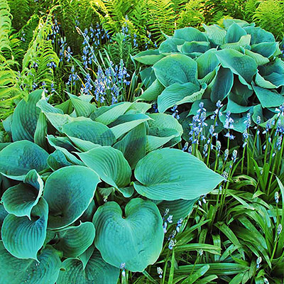 Best Perennials for Shade