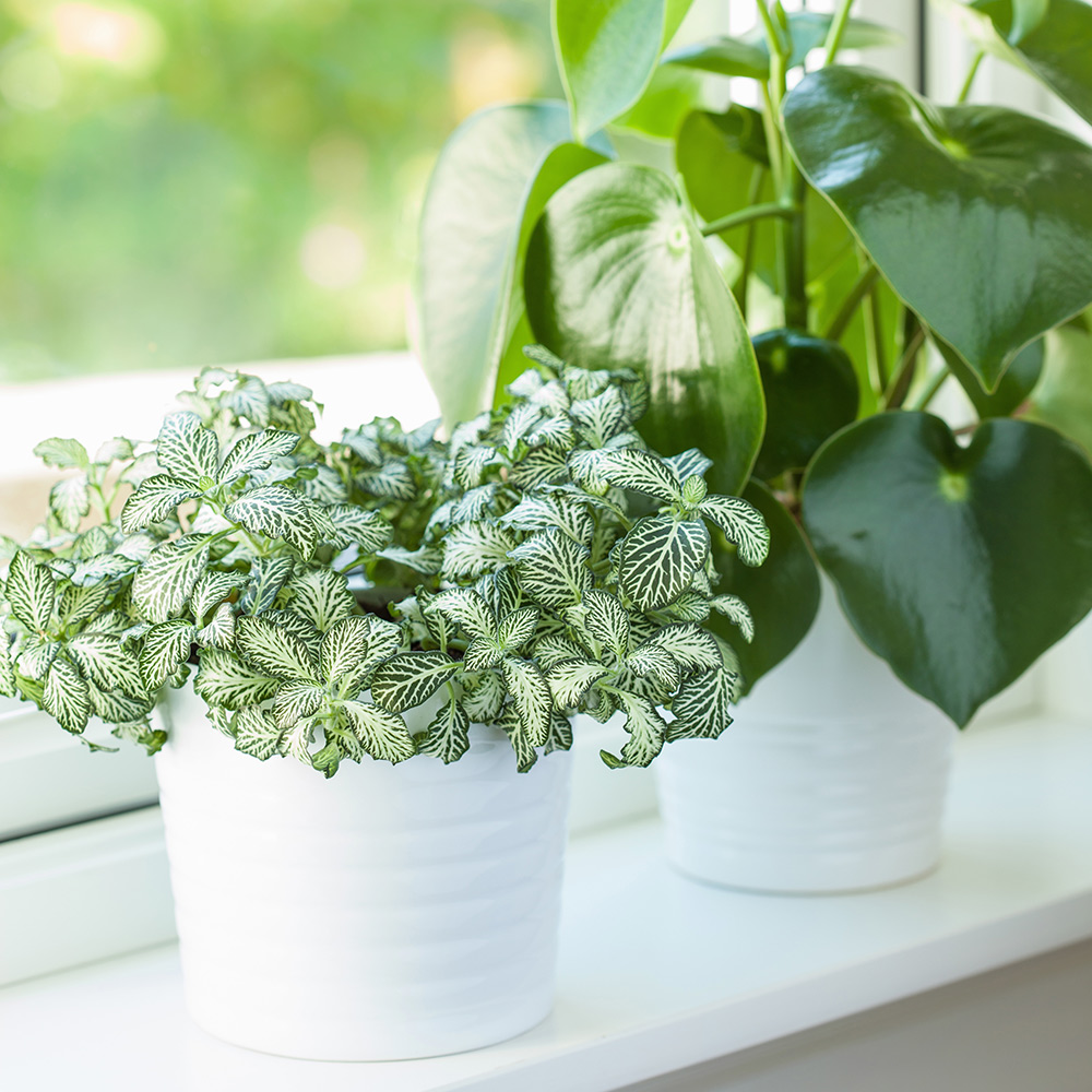 Two small green houseplants in white pots sit on a windowsill.