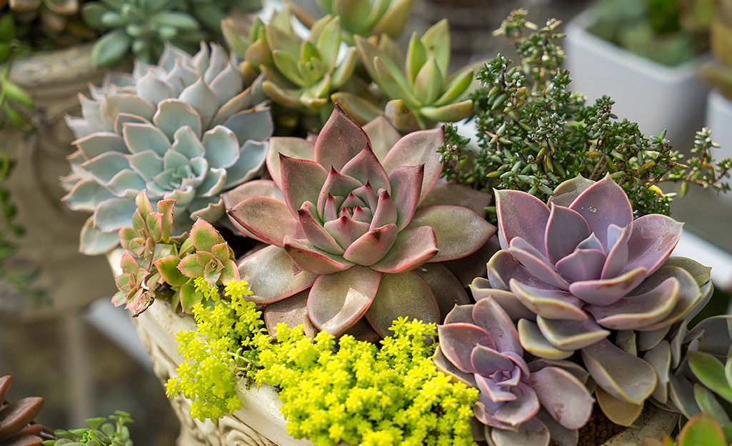 Potted echeveria show the plant’s varying colors.