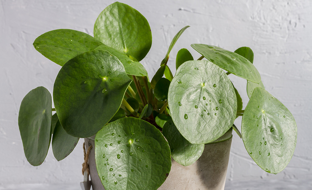 A friendship plant grows in a cement pot.